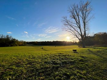 Scenic view of grassy field against sky