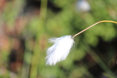 Close-up of feather against blurred background