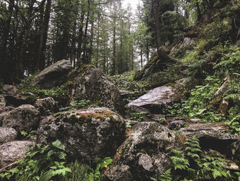 Plants growing on rocks in forest