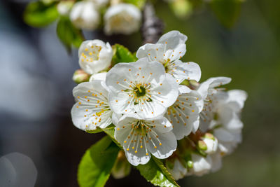 Close-up of white cherry blossoms