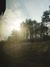 Trees in forest against sky