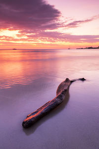 Scenic view of driftwood on beach against sky during sunset