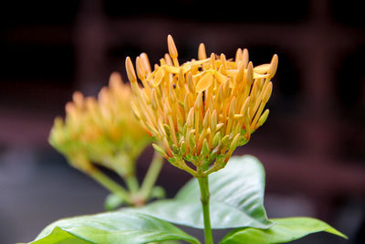 Close-up of yellow flower