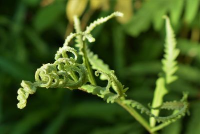 Close-up of fern on plant