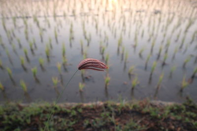 Close-up of mushroom growing on field