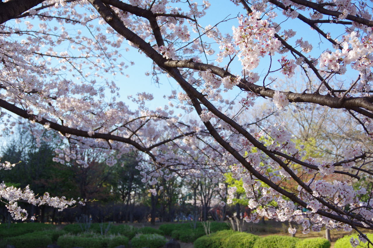 VIEW OF CHERRY BLOSSOM TREE