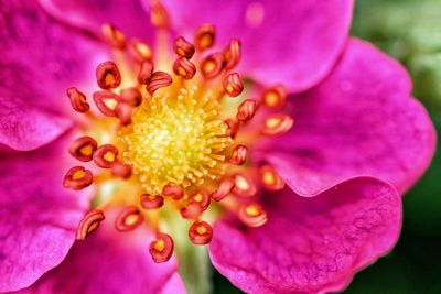 Close-up of pink flower blooming outdoors
