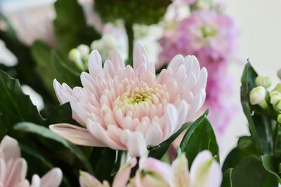 Close-up of pink flowering plant