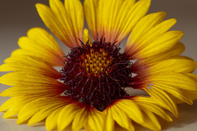 Close-up of yellow flower