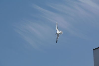 Low angle view of seagull flying