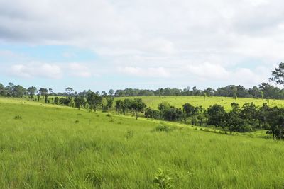 Scenic view of field against sky
