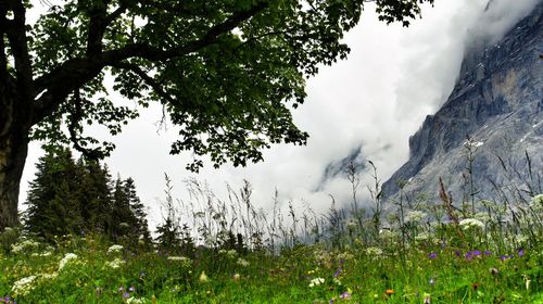 Scenic view of grassy field against cloudy sky