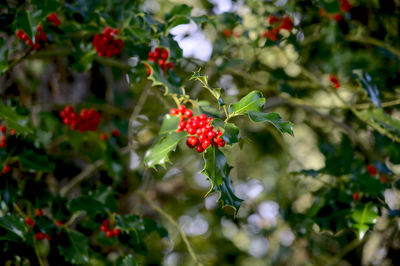 Close-up of red berries on tree