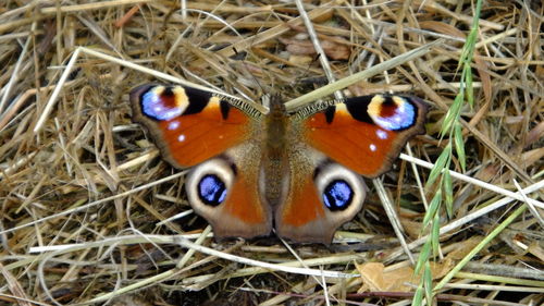 Close-up of butterfly on field