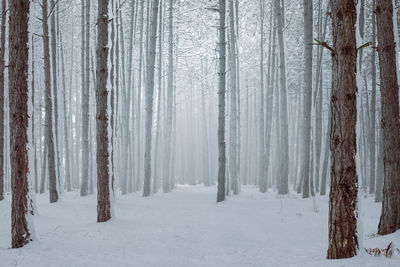 Trees in snow