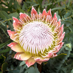 Close-up of pink flower blooming outdoors
