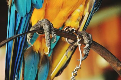 Close-up of a bird