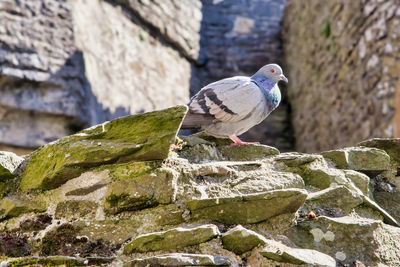 Close-up of bird perching on rock against wall