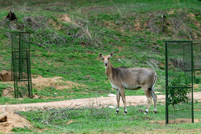 Deer standing on field