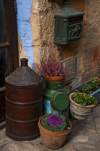 Potted plants by window