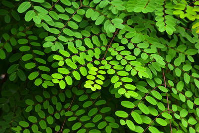 Full frame shot of green leaves