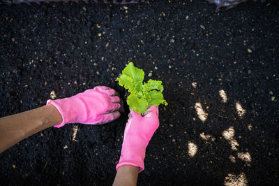 High angle view of hand holding pink flower