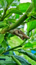 Close-up of bird on tree