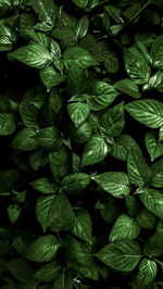 Full frame shot of green leaves