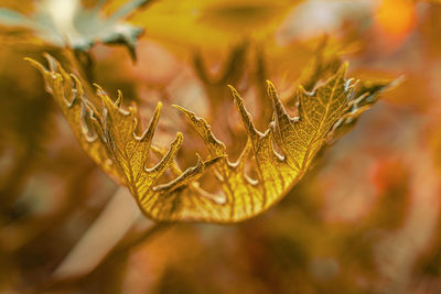 Close-up of wilted plant during autumn