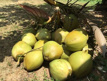 Close-up of fruits on tree