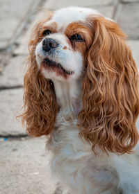 Close-up of spaniel dog sitting on street
