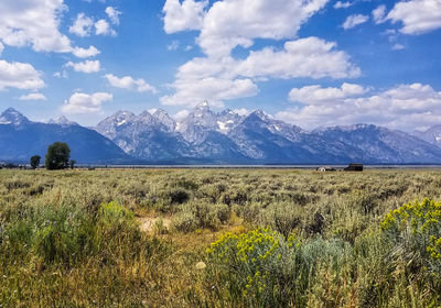 Scenic view of field against sky