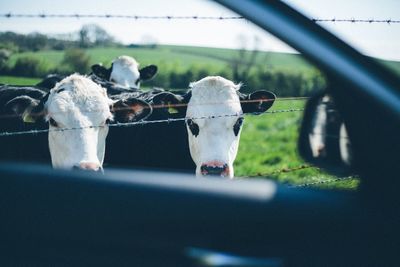 Cows seen through car window