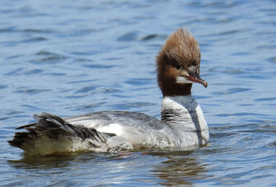 Side view of a duck in lake