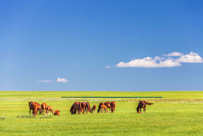 Horses in a field