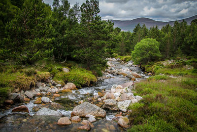 Stream flowing through rocks in forest