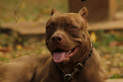 Close-up of dog sticking out tongue outdoors