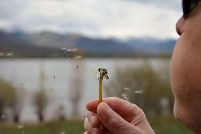 Close-up of man blowing dandelion