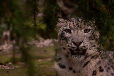 Snow leopard in bushes