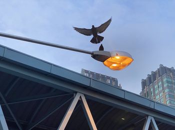 Low angle view of bird flying against sky