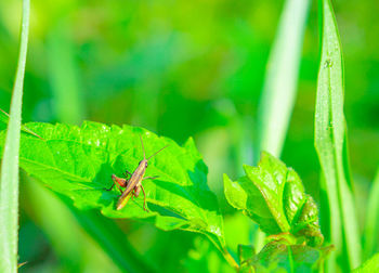 Close-up of ant on leaf