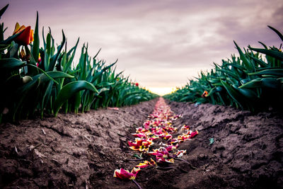 Close-up of decapitated tulips on field