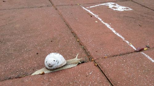 High angle view of umbrella on footpath