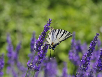 Close-up of butterfly on purple flower