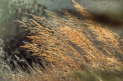 Close-up of grass growing on field