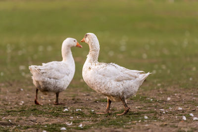 Birds on a field