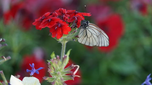 Close-up of butterfly on red flower