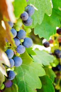 Close-up of grapes