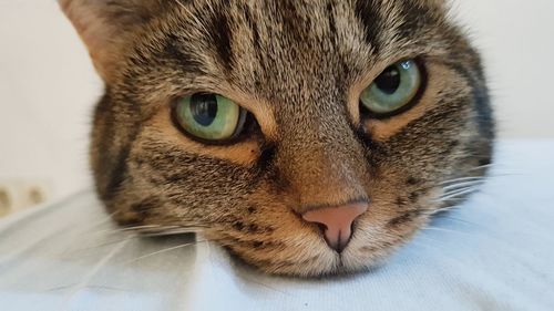 Close-up portrait of a cat