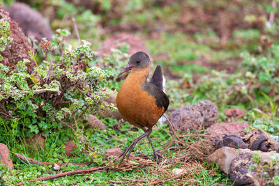 Close-up of bird on field